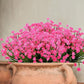 Outdoor Artificial Flowers(2 bundles）Free postage Delivered to your door